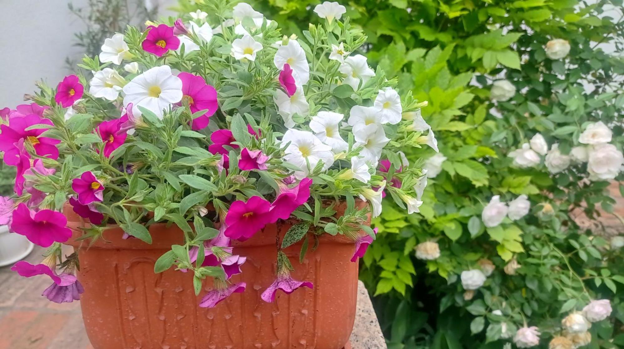 Belgrade Apartment Happy Garden Exterior foto